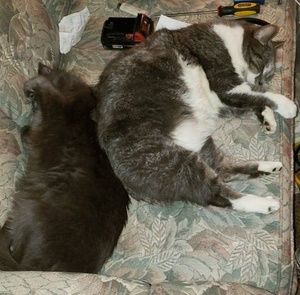 Meet your Posher, Donald